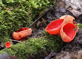 Attēlu rezultāti vaicājumam “Sarcoscypha austriaca”