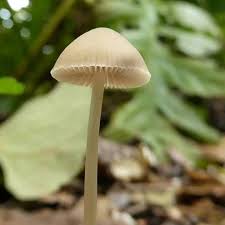 Attēlu rezultāti vaicājumam “Psathyrella pygmaea”