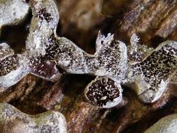 Attēlu rezultāti vaicājumam “Physarum cinereum macro”