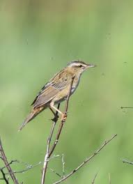 Image result for Locustella certhiola