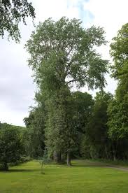 Attēlu rezultāti vaicājumam “Populus x canescens”