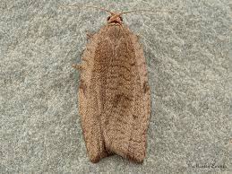 Attēlu rezultāti vaicājumam “Lozotaenia forsterana”