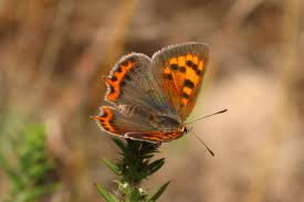 Attēlu rezultāti vaicājumam “Lycaena phlaeas”