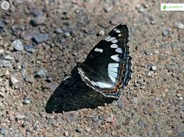 Attēlu rezultāti vaicājumam “Limenitis populi upperside”