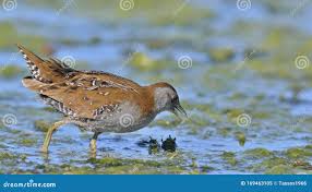 Image result for Porzana pusilla