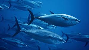 Image result for giant tuna