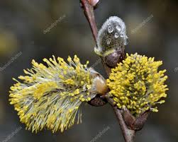 Attēlu rezultāti vaicājumam “Salix cinerea female flower”