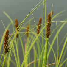 Attēlu rezultāti vaicājumam “Glyceria striata fruit”