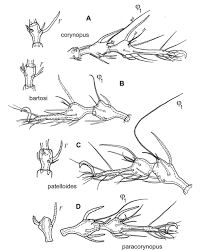 Attēlu rezultāti vaicājumam “Belbodamaeus sp.”