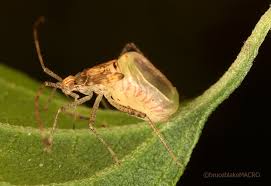 Attēlu rezultāti vaicājumam “Macrosteles sp. nymph”