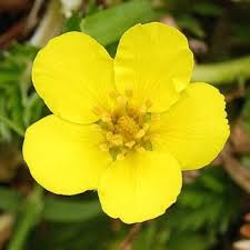 Attēlu rezultāti vaicājumam “Argentina anserina flower”