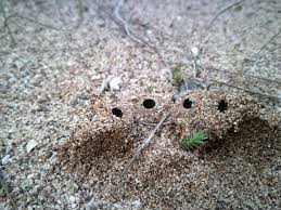 Attēlu rezultāti vaicājumam “Geopora arenicola”
