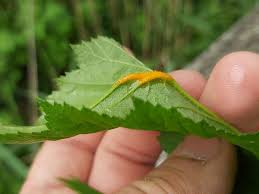 Attēlu rezultāti vaicājumam “Triphragmium ulmariae”