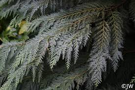 Attēlu rezultāti vaicājumam “Chamaecyparis lawsoniana”