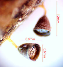 Attēlu rezultāti vaicājumam “Craterium minutum cf. var. brunneum macro”