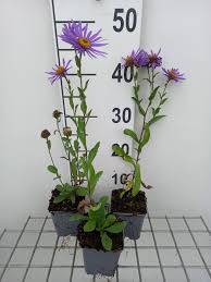 Image result for Aster amellus