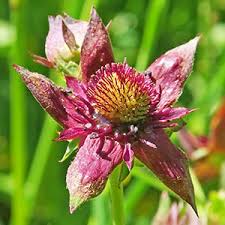 Attēlu rezultāti vaicājumam “Comarum palustre leaf”