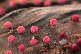 Attēlu rezultāti vaicājumam “Physarum licheniforme macro”