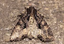 Attēlu rezultāti vaicājumam “Mniotype satura”