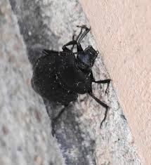 Attēlu rezultāti vaicājumam “Silpha sp.”