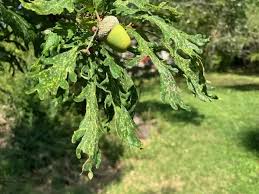 Attēlu rezultāti vaicājumam “Quercus robur fruit”