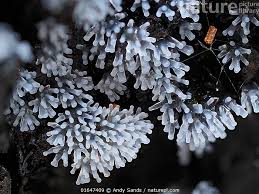 Attēlu rezultāti vaicājumam “Ceratiomyxa fruticulosa”