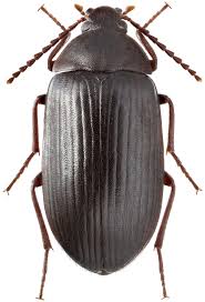 Attēlu rezultāti vaicājumam “Prionychus ater”