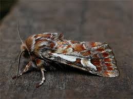 Attēlu rezultāti vaicājumam “Panolis flammea”