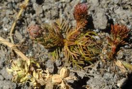 Attēlu rezultāti vaicājumam “Haloragaceae”