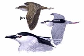 Attēlu rezultāti vaicājumam “Nycticorax nycticorax adult”