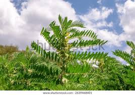 Attēlu rezultāti vaicājumam “Astragalus danicus leaf”