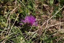 Attēlu rezultāti vaicājumam “Cirsium acaule flower”
