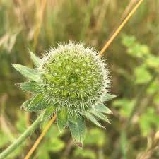 Attēlu rezultāti vaicājumam “Knautia arvensis bud”