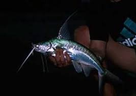 Image result for Bagre marinus