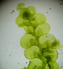 Attēlu rezultāti vaicājumam “Radula complanata sporophyte”