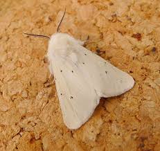 Attēlu rezultāti vaicājumam “Diaphora mendica female”