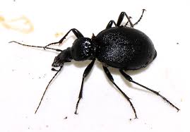 Attēlu rezultāti vaicājumam “Cychrus caraboides”