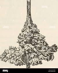 Attēlu rezultāti vaicājumam “Didymium spongiosum plasmodium”