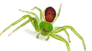 Attēlu rezultāti vaicājumam “Diaea dorsata male”