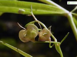 Attēlu rezultāti vaicājumam “Veronica scutellata fruit”