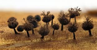 Attēlu rezultāti vaicājumam “Enerthenema papillatum”