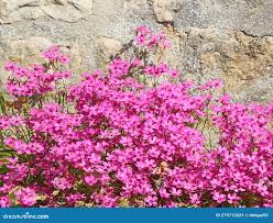 Image result for Silene schafta