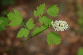 Image result for Christophskraut