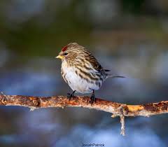 Attēlu rezultāti vaicājumam “Carduelis flammea female”