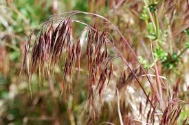 Attēlu rezultāti vaicājumam “Anisantha tectorum”