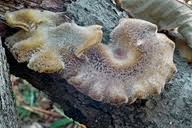 Attēlu rezultāti vaicājumam “Polyporus brumalis”