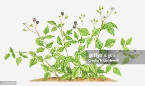 Attēlu rezultāti vaicājumam “Rubus caesius flower”