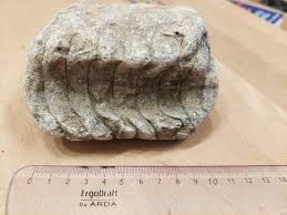 Attēlu rezultāti vaicājumam “Endoceras”