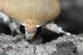 Attēlu rezultāti vaicājumam “Noctua fimbriata larva”