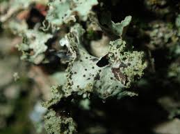 Attēlu rezultāti vaicājumam “Platismatia glauca”